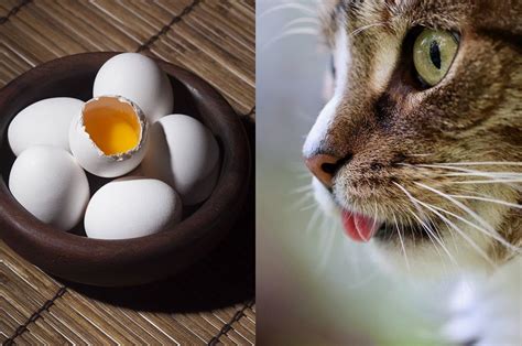 telur untuk kucing